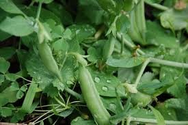 Snap Peas